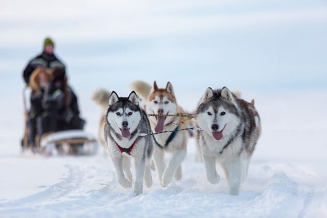 Dog Sledding